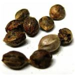 Семена марихуаны АК-47  (Seeds AK-47) в Обнинске